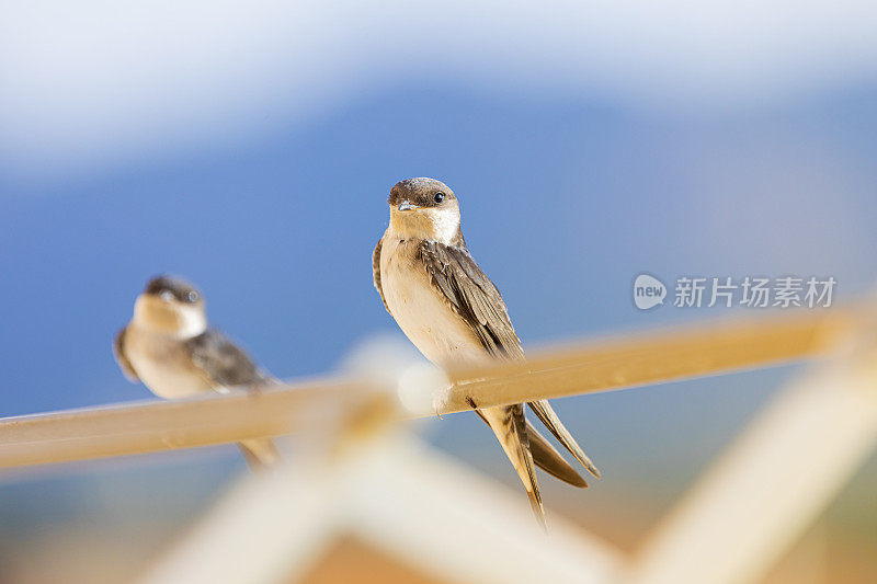 谷仓燕子(Hirundo rustica)在我的窗口靠近。躺在我的衣架上